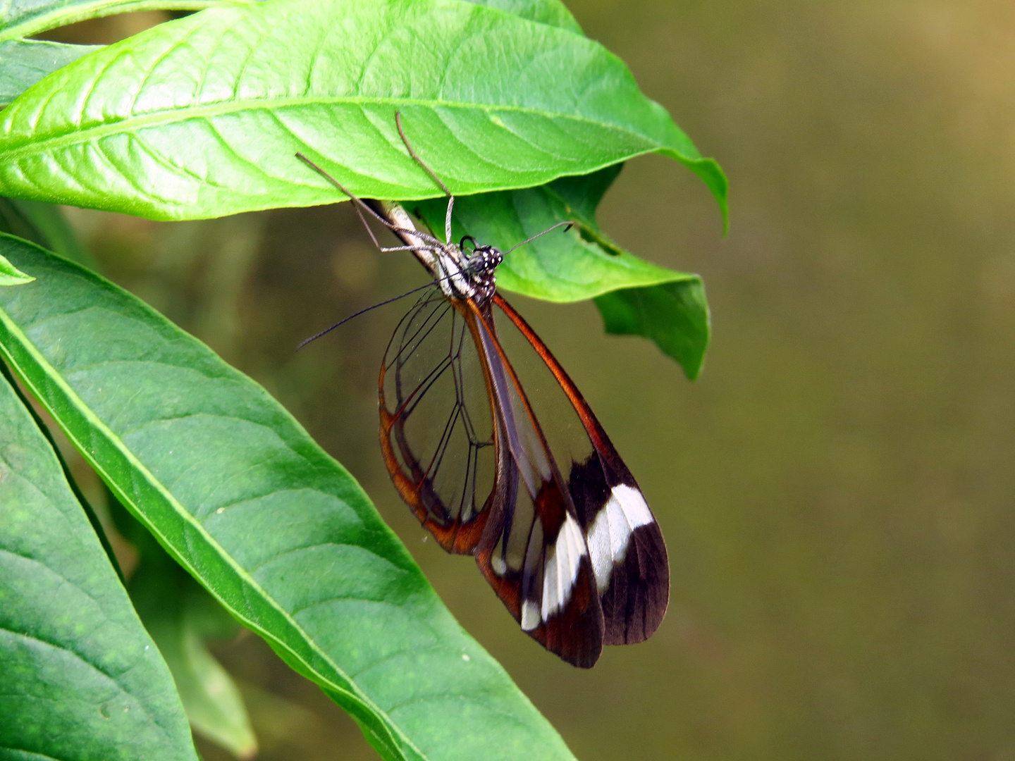 Schmetterling - Glasflügler "Greta oto"