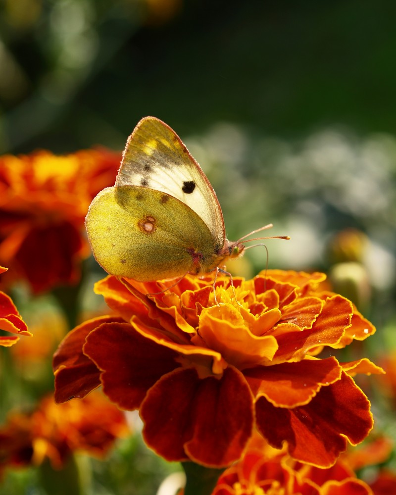Schmetterling "Goldene Acht"