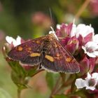 Schmetterling - Goldzünsler (Pyrausta aurata)