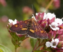 Schmetterling - Goldzünsler (Pyrausta aurata)