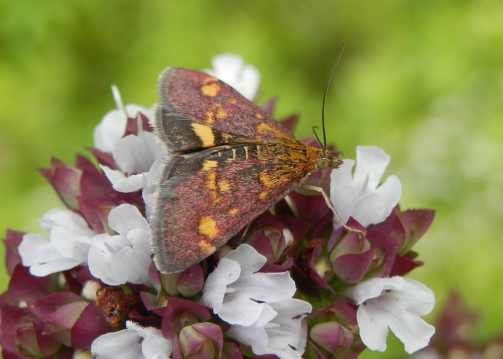 Schmetterling - Goldzünsler/Minzenmotte