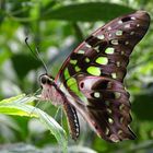 Schmetterling (Graphium agamemnon)