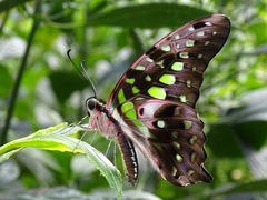 Schmetterling (Graphium agamemnon)