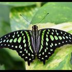 Schmetterling (Graphium agamemnon)