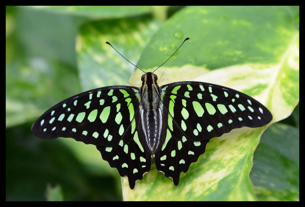 Schmetterling (Graphium agamemnon)