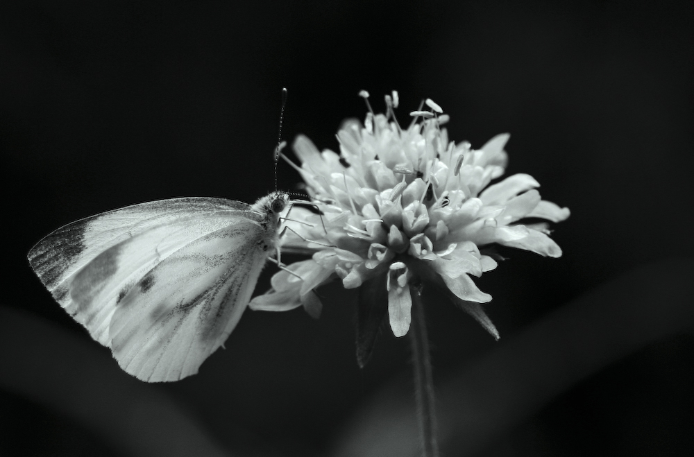 Schmetterling grau