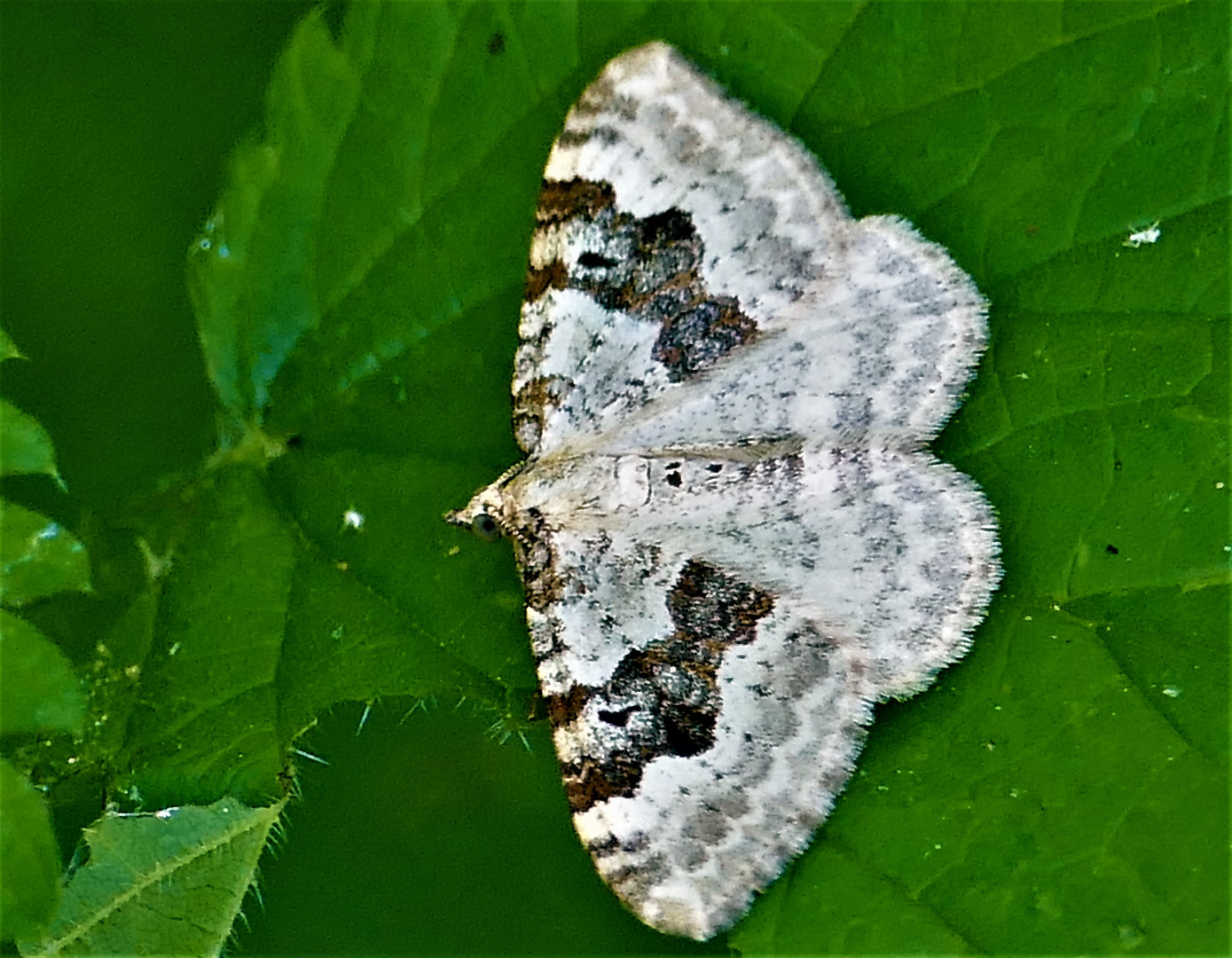 Schmetterling (Graubinden-Labkrautspanner)