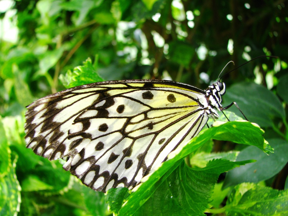 Schmetterling, Grazie des Urwaldes