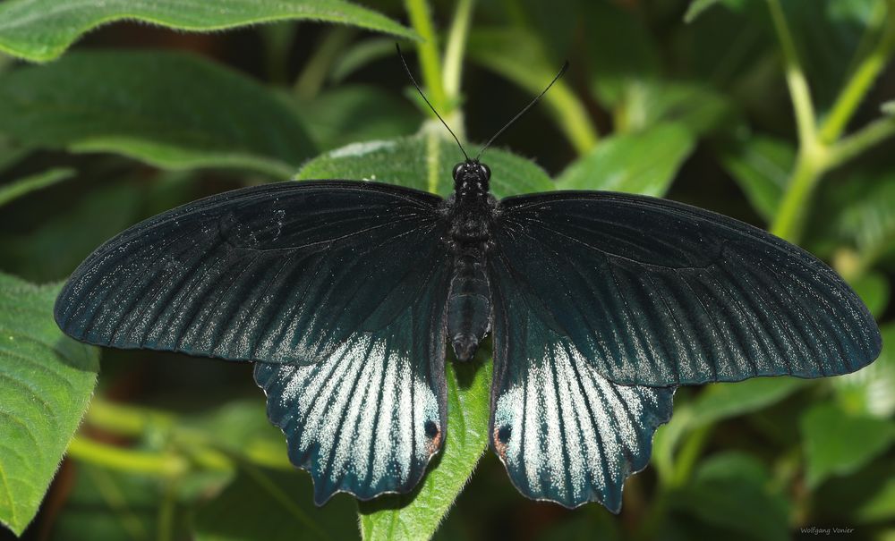 Schmetterling-Great Yellow Mormon-Papiliolowi 