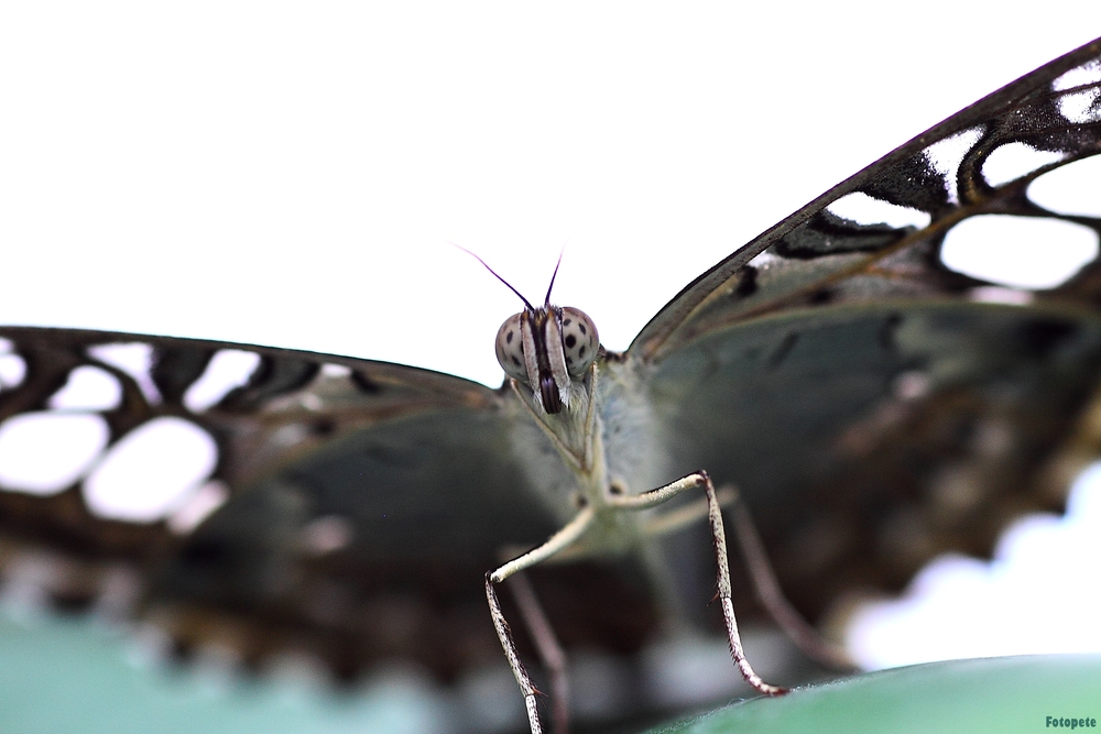 Schmetterling greift an!