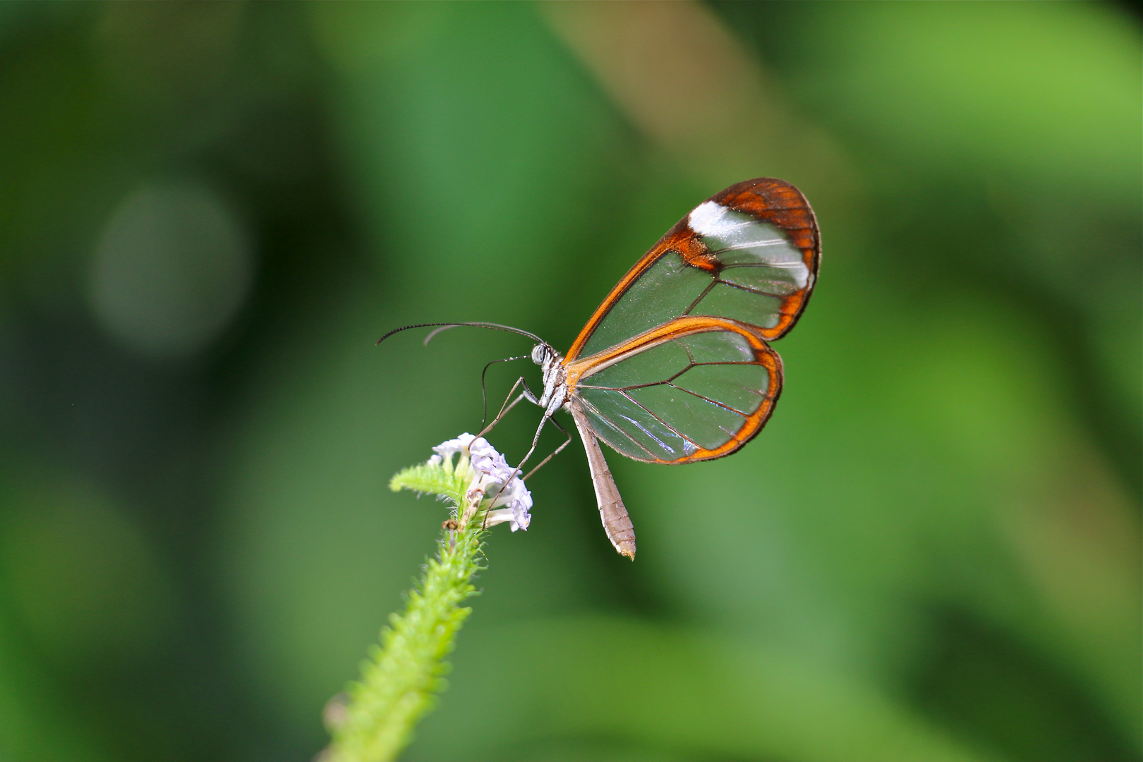 Schmetterling Greta morgane