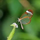 Schmetterling Greta morgane