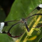 Schmetterling-Greta oto-Glasschmetterling