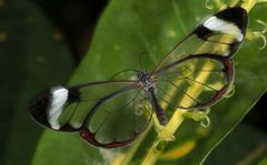 Schmetterling-Greta oto-Glasschmetterling