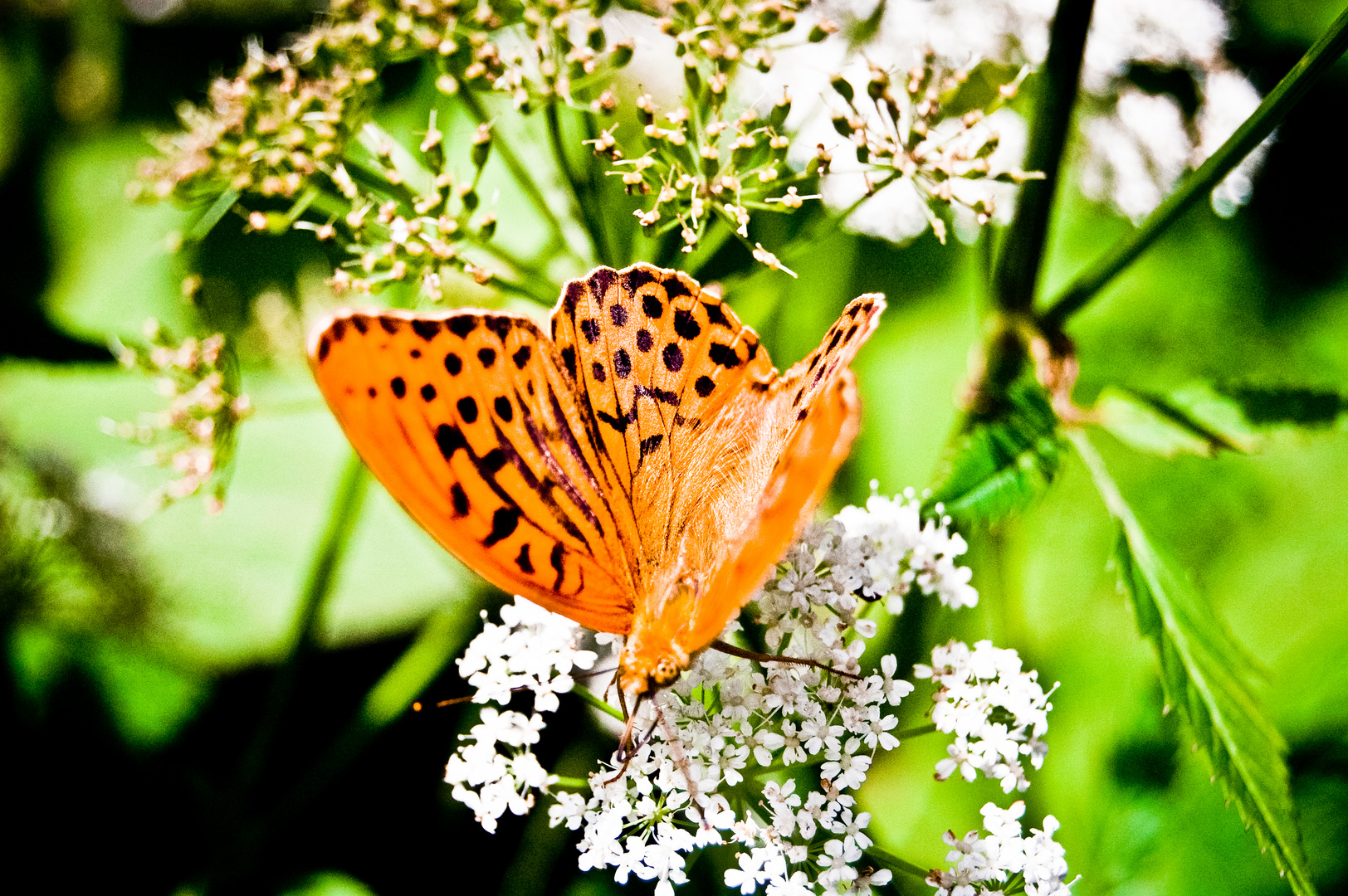 Schmetterling Groppensteiner Schlucht