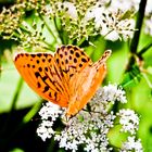 Schmetterling Groppensteiner Schlucht