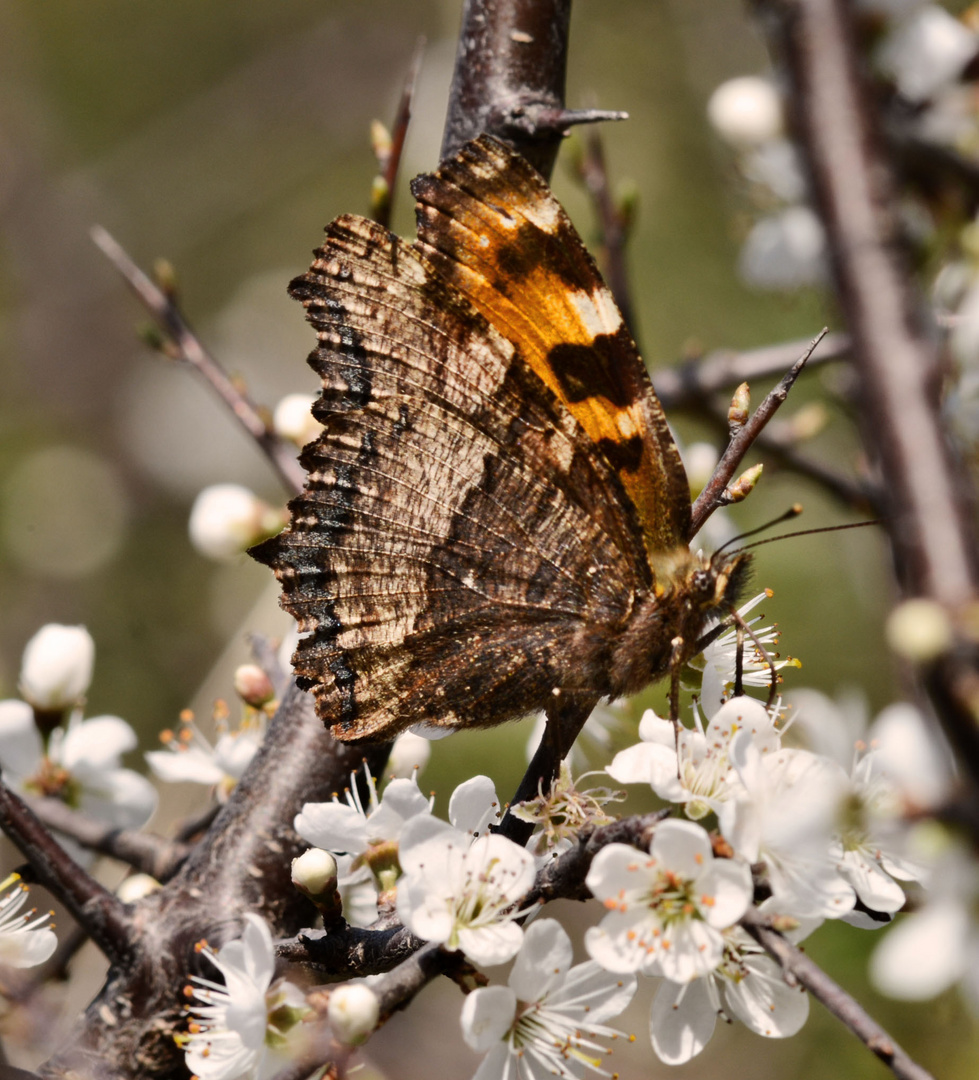 Schmetterling - Grosser Fuchs