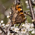 Schmetterling - Grosser Fuchs