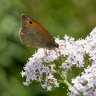 Schmetterling - Großes Ochsenauge