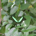 Schmetterling grün