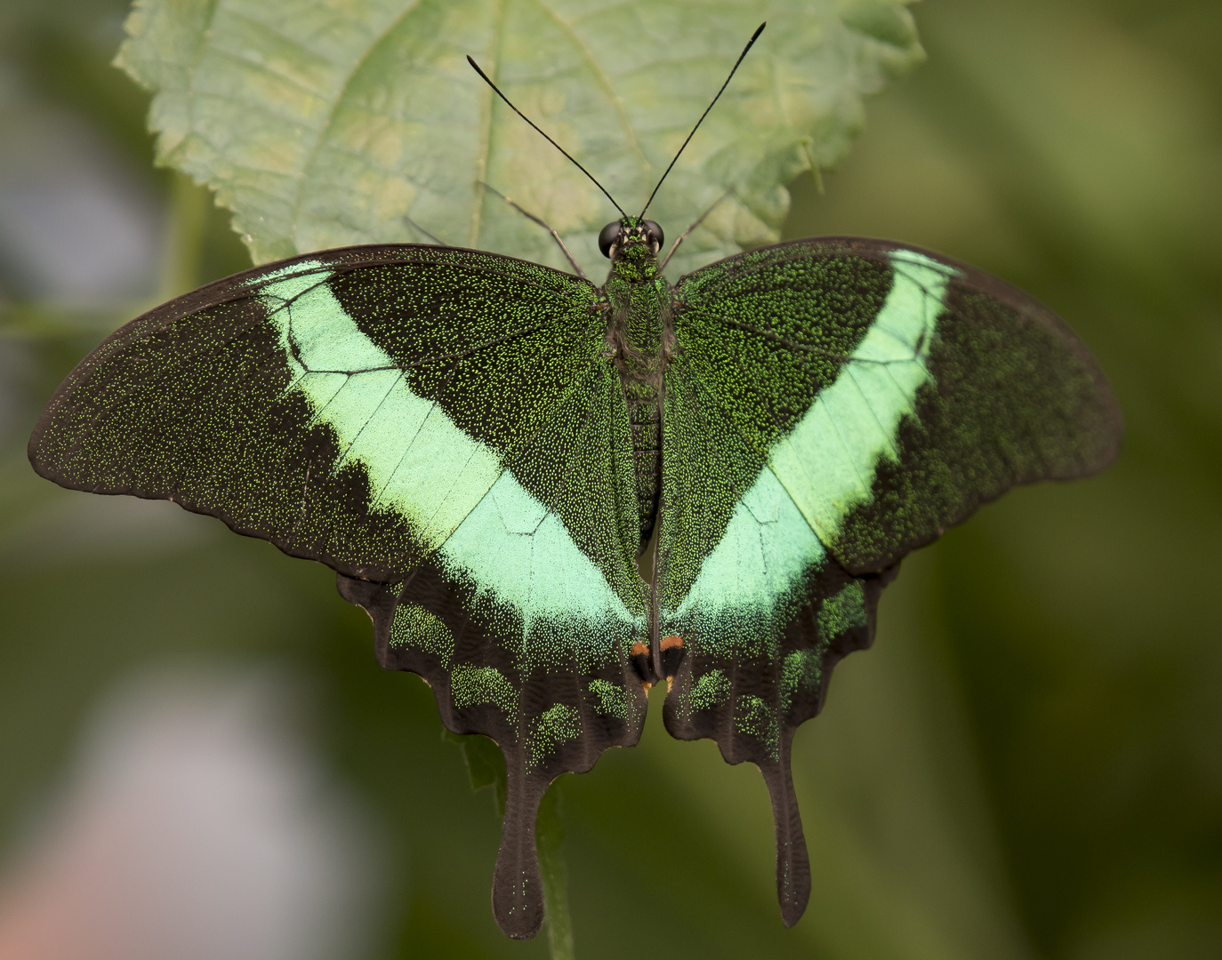 Schmetterling grün