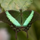 Schmetterling grün