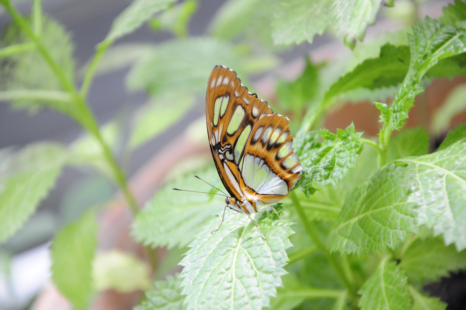 Schmetterling Grün Bunt