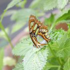 Schmetterling Grün Bunt