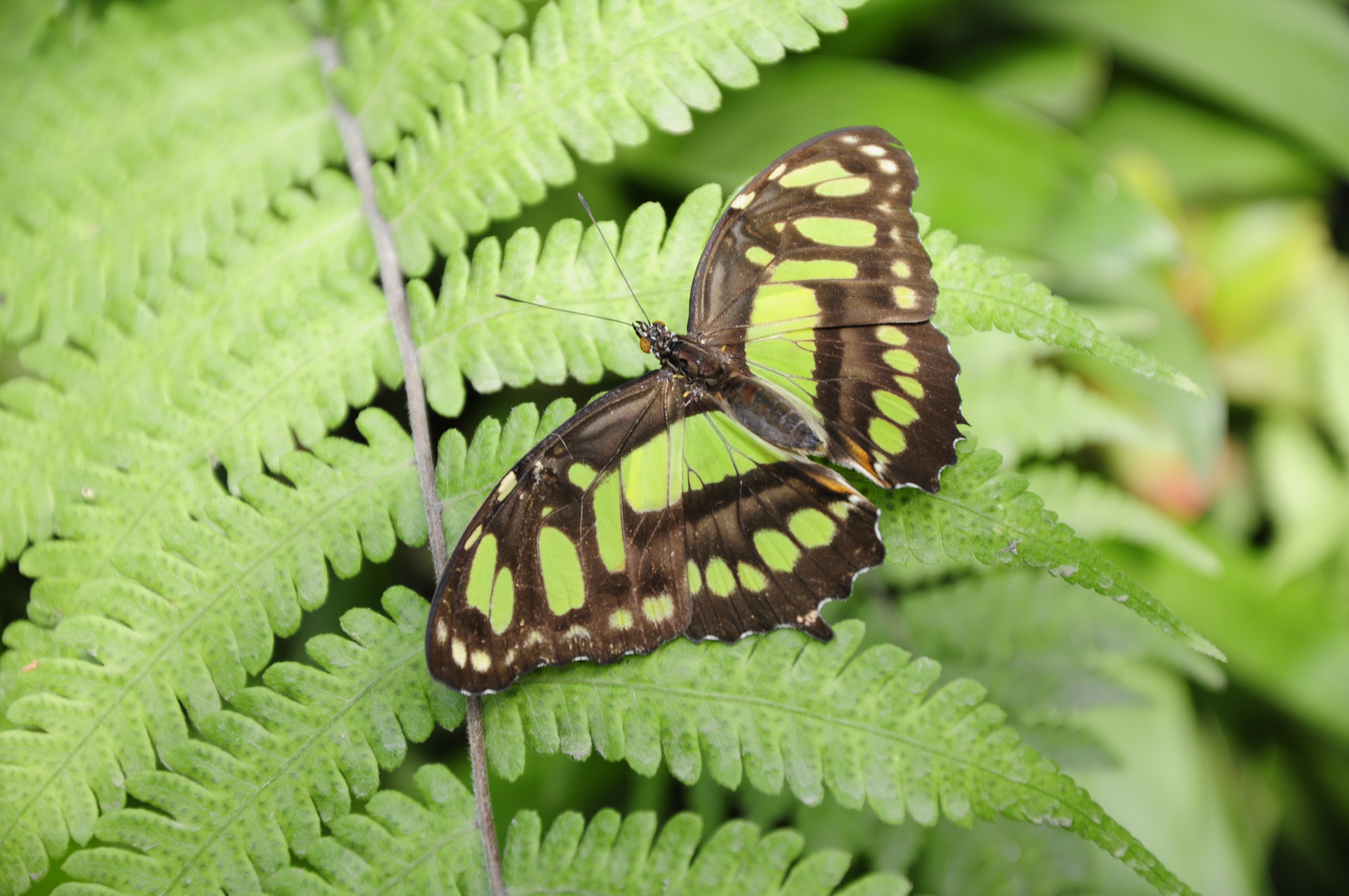 Schmetterling grün