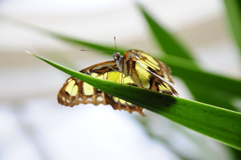 Schmetterling grün und braun