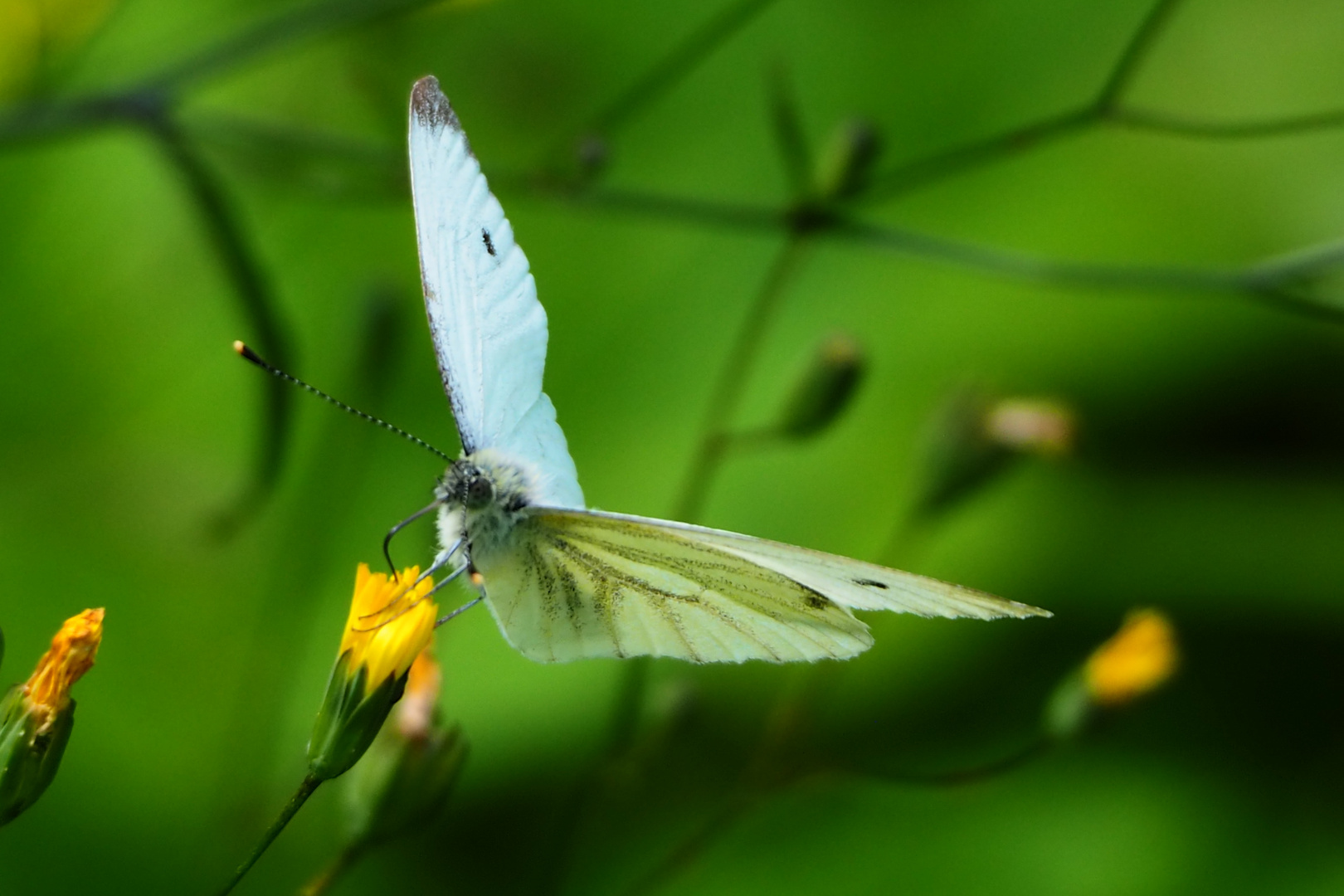 Schmetterling Grünader-Weißling (Pieris napi)