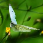 Schmetterling Grünader-Weißling (Pieris napi)