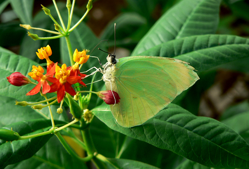 Schmetterling - gut getarnt