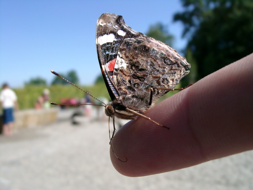 Schmetterling "Handzahm"