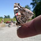 Schmetterling "Handzahm"