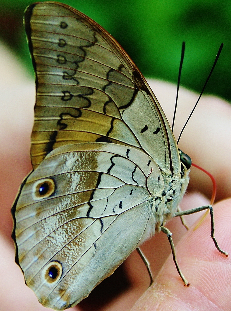 Schmetterling handzahm!