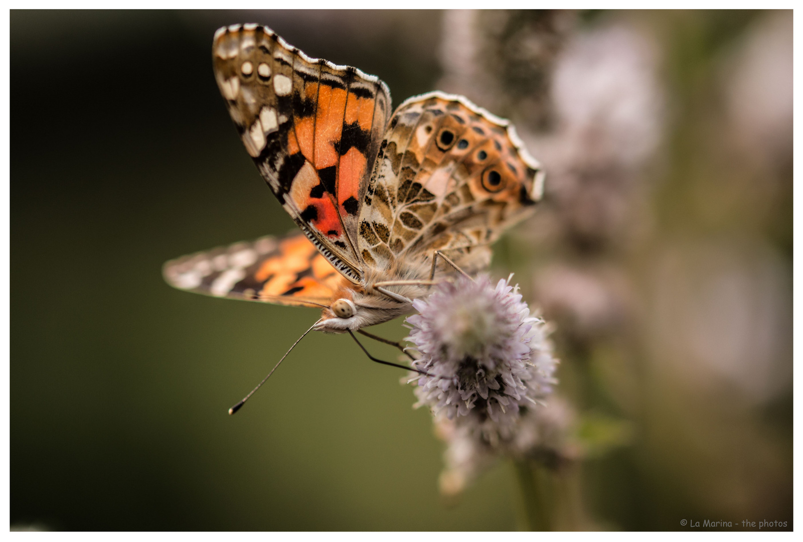 Schmetterling hat " Durst"