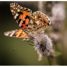 Schmetterling hat " Durst"