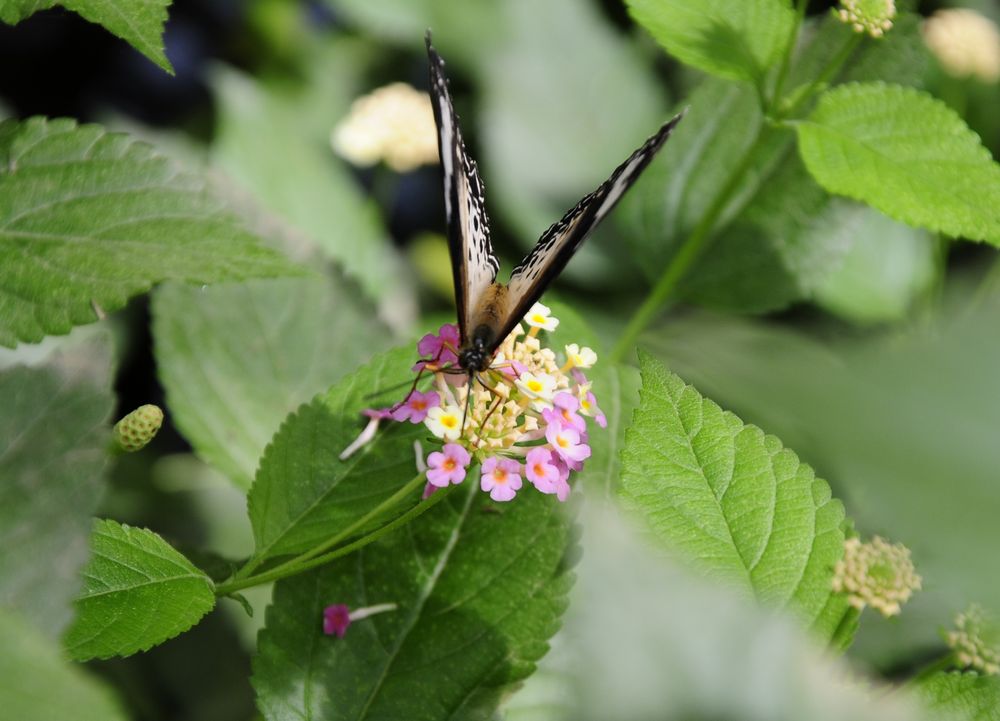 Schmetterling hat Hunger 2