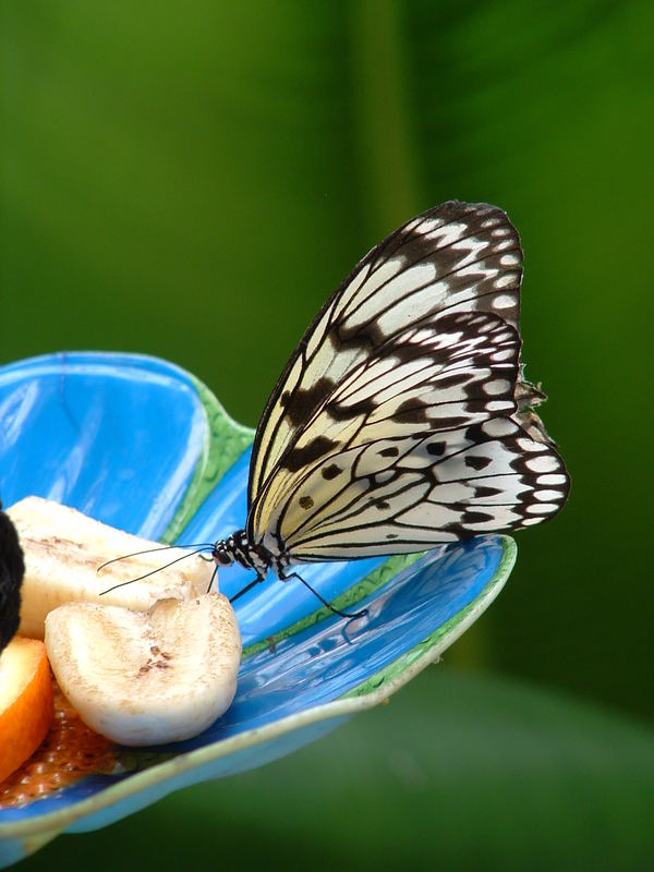 Schmetterling hat Hunger