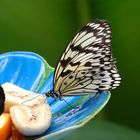 Schmetterling hat Hunger