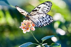 Schmetterling hat Hunger