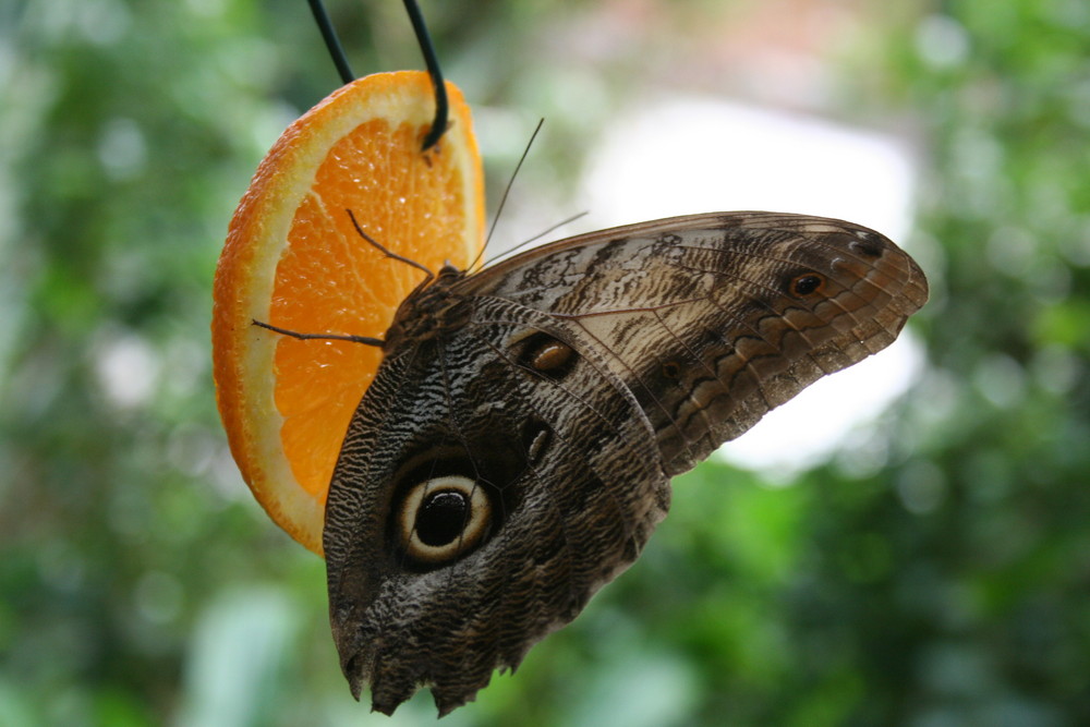 Schmetterling hat Hunger