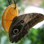 Schmetterling hat Hunger