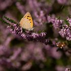 Schmetterling hat sich in die Farbe Lila verliebt