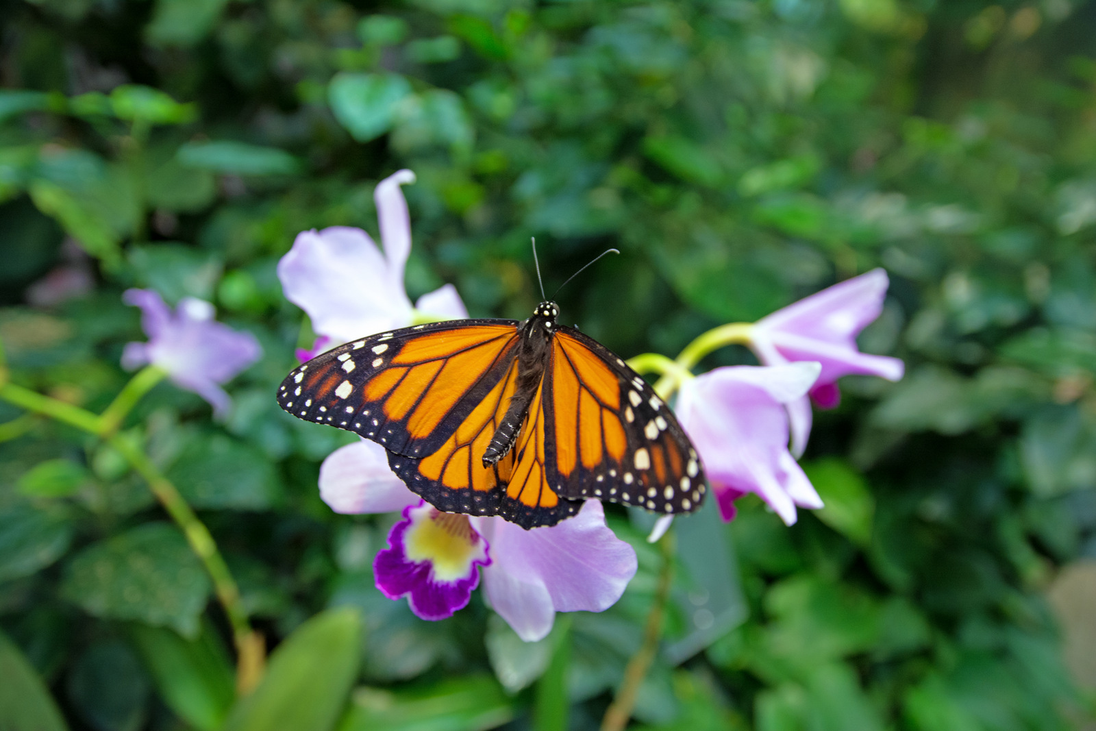 Schmetterling Haus .