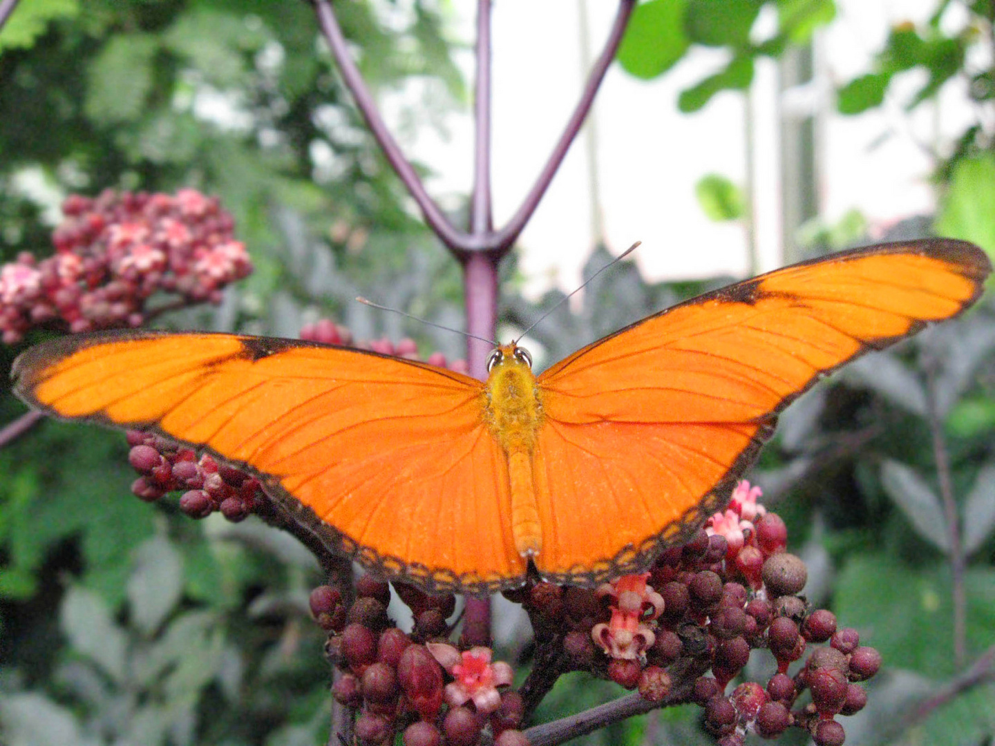 Schmetterling Haus - Insel Mainau * Bodensee