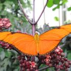 Schmetterling Haus - Insel Mainau * Bodensee