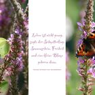 Schmetterling - H.C. Andersen