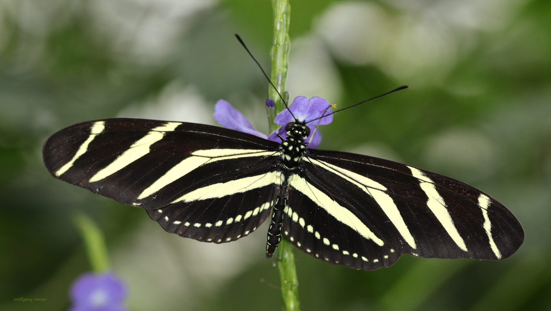 Schmetterling Heliconius charitonius Zebra Longwing